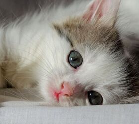 Kitchen - image via Canva