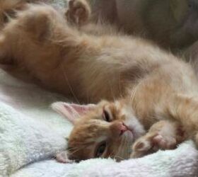 Kitten stretching - image via Canva