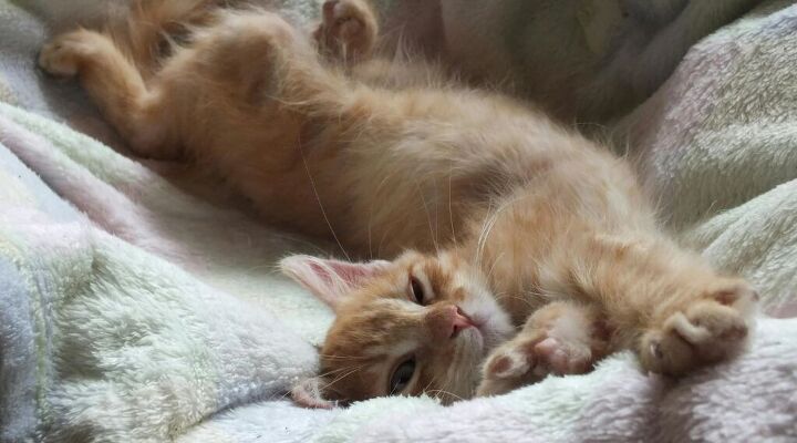 Timid Kitty How to Socialize a Shy or Timid Kitten | PetGuide
