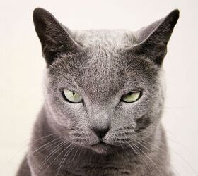 Viagra for Cats?  It’s Not What You Think.