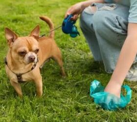 Let’s Talk About Dog Poop