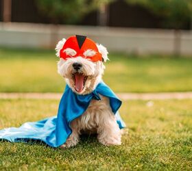 Dog Block Parties Highlight Local Causes