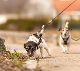 How to Take Your Young and Old Dogs Out for a Walk... At the Same Time