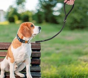 how to take both young and old dogs out for a walk at the same time