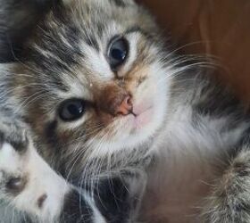 common mistakes people make when bringing home a new kitten, Kitten image via Canva