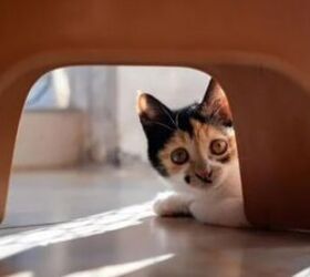 common mistakes people make when bringing home a new kitten, Kitten hiding image via Canva