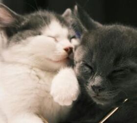 common mistakes people make when bringing home a new kitten, Two cats cuddling image via Canva
