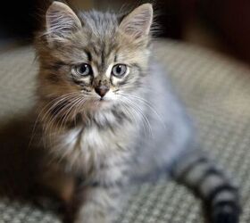 common mistakes people make when bringing home a new kitten, Kitten image via Canva