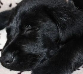 5 tips to help your puppy sleep through the night, Puppy sleeping image via Canva