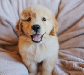 5 tips to help your puppy sleep through the night, Smiling puppy image via Canva