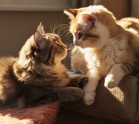 simple ways to maintain a happy multi cat home, Photo credit Anderson Passaglia Shutterstock com