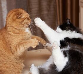 simple ways to maintain a happy multi cat home, Photo credit Samarskiy Shutterstock com