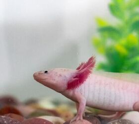 Axolotl - image via Canva