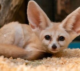 The Pros and Cons of Owning Exotic Pets