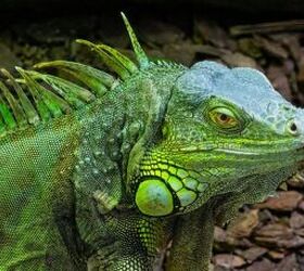 Green Iguana - image via Canva