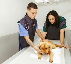 what pet owners should expect and how to prepare for a vet er visit