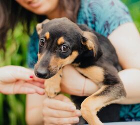 are rescue dogs a good pick for young kids, photo credit My Ocean Production shutterstock com