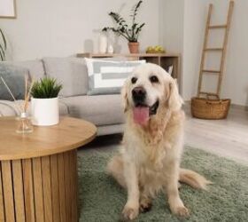 5 Tips for Raising a Happy Dog in an Apartment