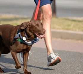 5 tips for raising a happy dog in an apartment, Walking dog image via Canva