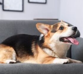 5 tips for raising a happy dog in an apartment, Dog on couch image via Canva