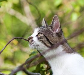 how to keep birds safe from your cat, Cat hunting image via Canva