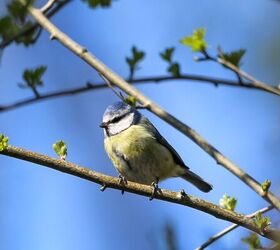 how to keep birds safe from your cat, Blue Tit in tree image via Canva