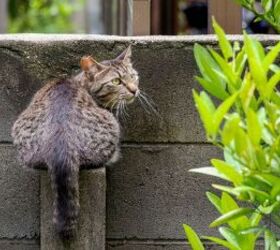 how to keep birds safe from your cat, Cat outside image via Canva