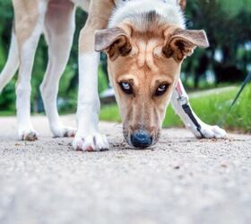 why your next dog walk should be a sniffari, Photo credit Suzanne Tucker Shutterstock com