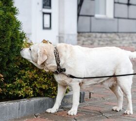 why your next dog walk should be a sniffari, Photo credit Anton Pentegov Shutterstock com