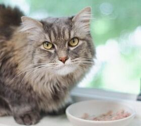 Understanding the Importance of Taurine for Cats