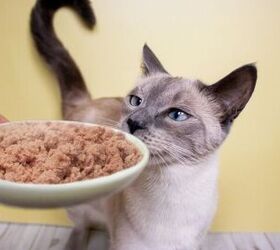 Photo credit: Arinau20 / Shutterstock.com