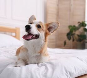 summer travel planned prep for a hotel stay with the family dog