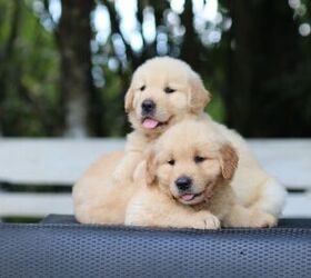 Raising Two Puppies? How to Avoid Littermate Syndrome