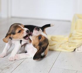 raising two puppies how to avoid littermate syndrome, Photo credit Kolabava Nadzeya Shutterstock com