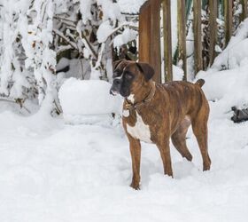 Ontario Dog Beats the Odds After Five Months in Sub-Zero Temps
