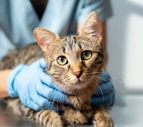 Study Finds Pet Parents Struggle to Keep Up With Rising Vet Costs