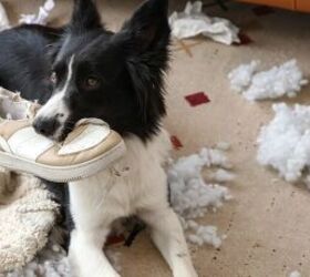 5 signs your dog is bored and easy ways to fix it, Dog chewing a sneaker image via Canva
