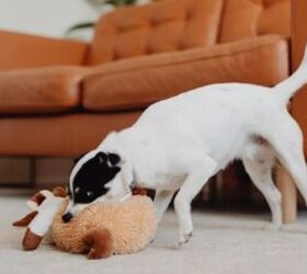 5 signs your dog is bored and easy ways to fix it