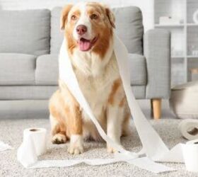 Dog wrapped in toilet tissue - image via Canva