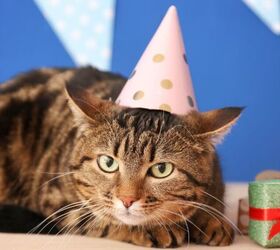 5 Fun Ways To Celebrate Your Pet's Birthday