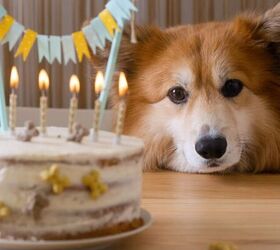 5 fun ways to celebrate your pet s birthday, Dog with birthday cake image via Canva