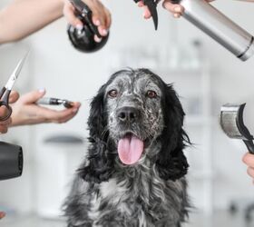 How the Pet Wellness Boom Is Changing the Way We View Health