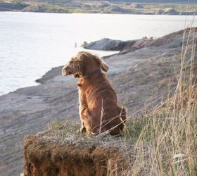 Luna the Cocker Spaniel is Rescued from Cliff Edge