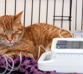 Clinical Trial Finds NAC May Help Cats with CKD