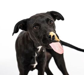 are all nuts good for your dog not even close, photo credit Hanna Carl shutterstock com