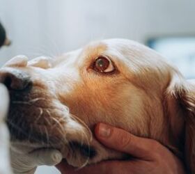 research shows obesity linked to higher eye pressure in dogs, Gorodenkoff Shutterstock