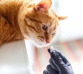 Antiviral Molnupiravir Shows Effectiveness in Treating FIP in Cats