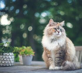 The Big Social Media Debate: Should Cats be Indoor Pets or Outdoor