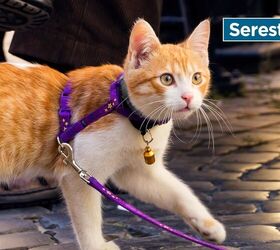 the big social media debate should cats be indoor pets or outdoor