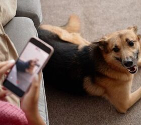 what are the risks of posting your pets on social media, Taking photo of dog image via Canva